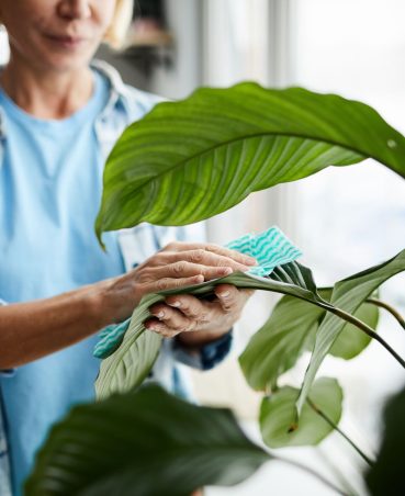 cleaning-leaves-of-houseplant-ZBW8QM7.jpg