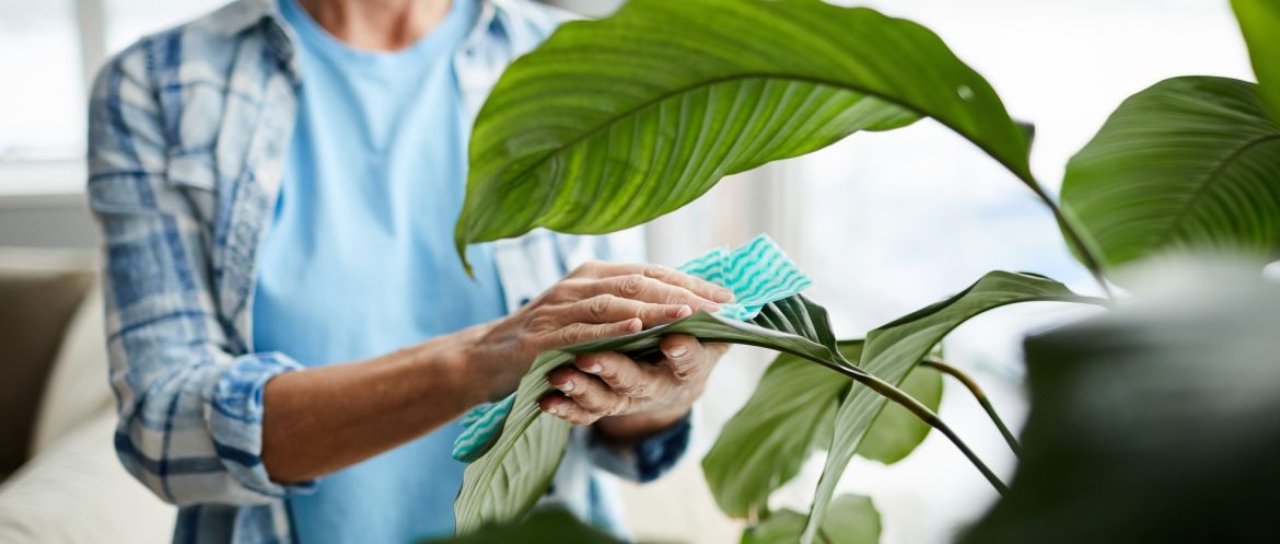 cleaning-leaves-of-houseplant-ZBW8QM7.jpg